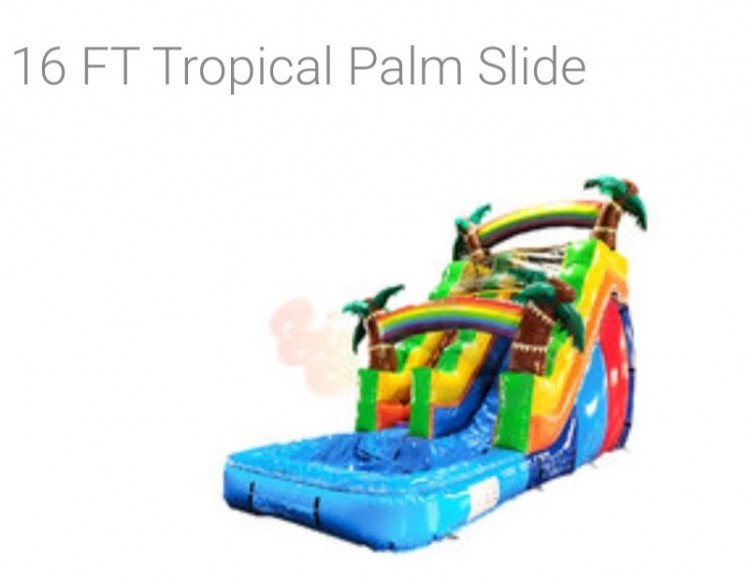 Tropical Palm Slide